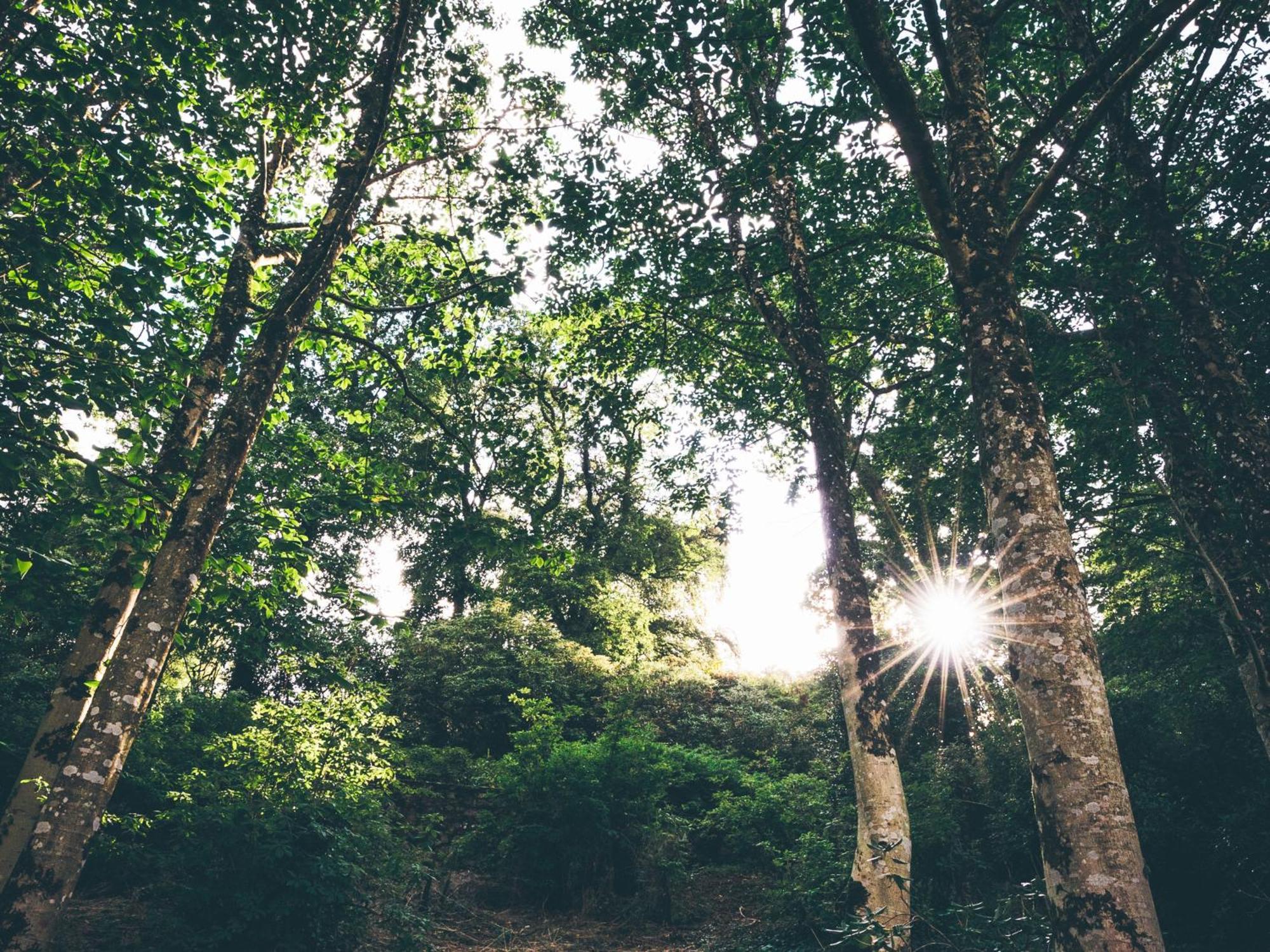 The Forest At Mount Congreve Gardens Kilmeaden Exterior foto